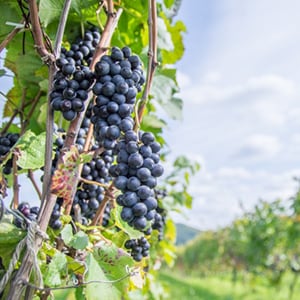 ピノノワール (Pinot Noir) -ワイン用ぶどう品種を知ろう