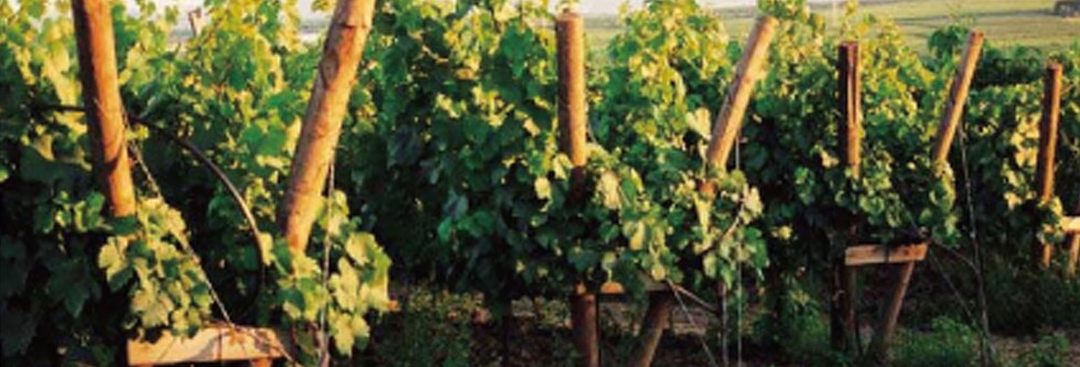 ブリュンデルマイヤー ブリュット ワイングート・ブリュンデルマイヤー 750ml （オーストリア スパークリングワイン）