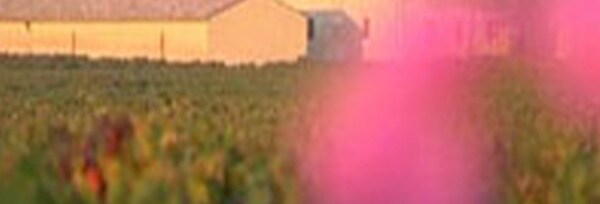 ラ・ダーム・ド・モンローズ 2016年 シャトー・モンローズ セカンドラベル 750ml  フランス ボルドー サンテステフ 赤ワイン