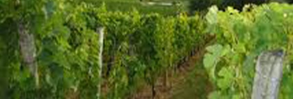 シャトー ド ヴァランドロー 2017年 750ml フランス ボルドー サンテミリオン 赤ワイン