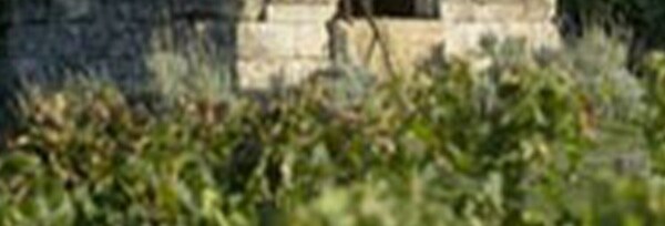 シャトー デギュイユ (デギーユ) 2016 ネイペルグ伯爵＆天才醸造家ステファン デュルノンクール AOCカスティヨン コート ド ボルドー