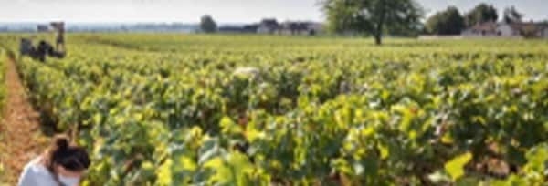 ジュヴレ・シャンベルタン ヴィエイユ・ヴィーニュ 2018年 ドメーヌ・クリュニー 750ml フランス ブルゴーニュ 赤ワイン
