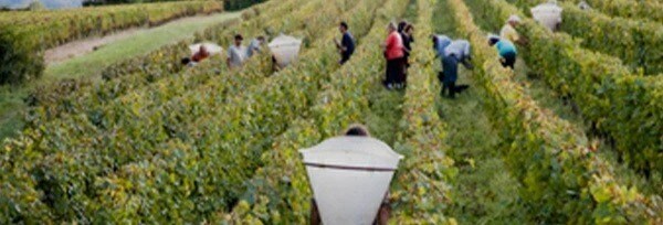 コント ラフォン サン ヴェラン2018年 コント ラフォン元詰 AOCサン ヴェラン ラマルティーヌ 正規品 白ワイン