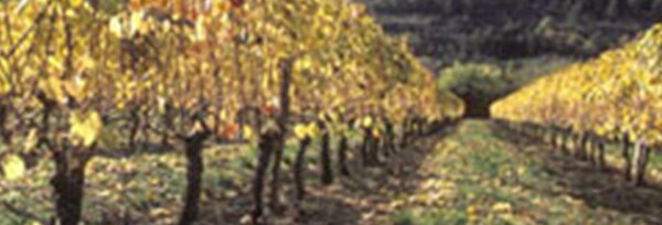シュヴァリエ・モンラッシェ グラン・クリュ 2007年 ジャン・ルフォール （モワラール社） マグナムサイズ 1500ml （フランス ブルゴーニュ 白ワイン）