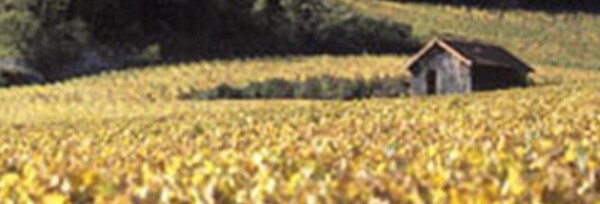 シュヴァリエ・モンラッシェ グラン・クリュ 2007年 ジャン・ルフォール （モワラール社） マグナムサイズ 1500ml （フランス ブルゴーニュ 白ワイン）