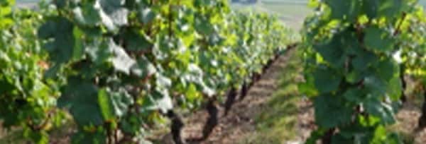 ブルゴーニュ・アリゴテ 2017年 ドメーヌ・マリウス・ドゥラルシュ(ドラルシュ) 750ml （フランス ブルゴーニュ 白ワイン）