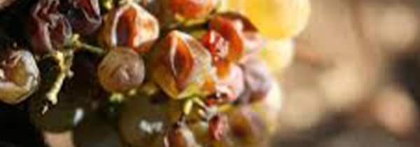 シャブリ グラン クリュ 特級 ヴァルミュール 2018年 蔵出し限定品 ドメーヌ ジャン クロード エ ロマン ベッサン元詰 フランス 白ワイン