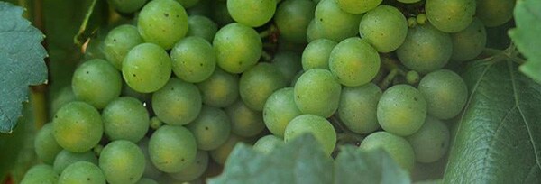 ピュリニー・モンラッシェ ヴィエイユ・ヴィーニュ 2018年 アルヴィナ・ペルノ 750ml （フランス ブルゴーニュ 白ワイン）