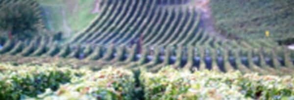 アンドレ ロジェ グラン クリュ 特級 ブリュット ヴィエイユ ヴィーニュ ミレジム 2015年 蔵出し限定品 R.M.生産者元詰 フランス シャンパン