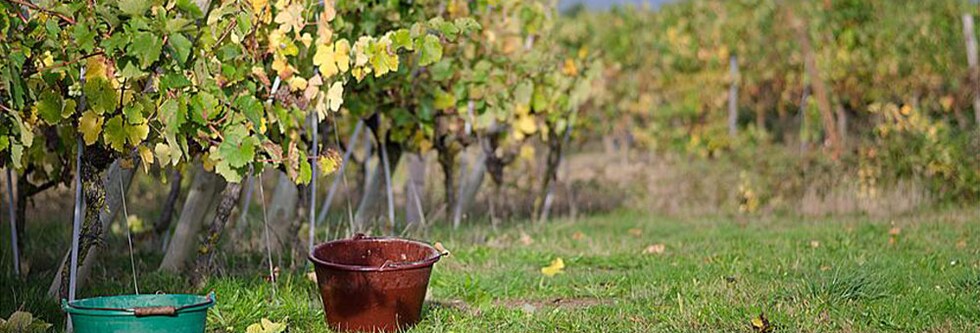 ボンヌゾー エロジア 2014年 ドメーヌ ラ クロワ デ ロージュ元詰 750ml  フランス ロワール 白ワイン