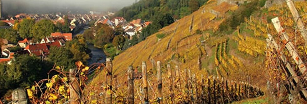 アルザス ピノ・オーセロワ 2015年 ドメーヌ・ウンブレヒト 750ml （フランス アルザス 白ワイン）