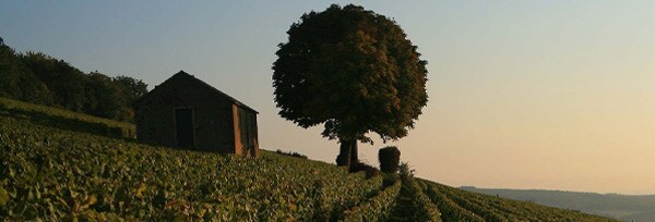ブルゴーニュ レ コトー デ モワンヌ ブラン 2020年  ブシャール・ペール・エ・フィス 750ml フランス ブルゴーニュ 白ワイン