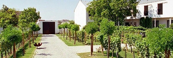 クラッハー アウスレーゼ ツヴァイゲルト 2020年 限定生産品 アロイス クラッハー オーストリア ブルゲンラント オーストリア 赤ワイン