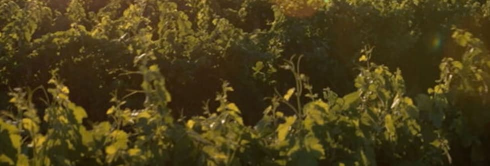 ファルネーゼ カラレンタ ロザート (ロゼ) ヴィンテージ 2021 メルロ種100％ アブルッツオ ロゼワイン