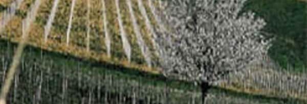 ガヴィ・デル・コムーネ・ディ・ガヴィ サッシ・デル・カルディナル 2019年 テッレ・ダ・ヴィーノ 750ml （イタリア 白ワイン）