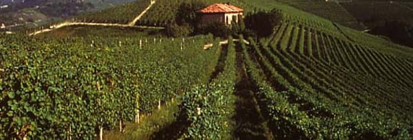 バルベーラ ピエモンテ オーガニック 2018年 フォンタナフレッダ社 750ml イタリア ピエモンテ 赤ワイン