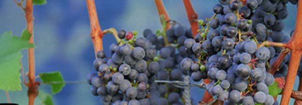バルバレスコ 2017年 蔵出し プロドゥットーリ デル バルバレスコ元詰 イタリア 赤ワイン
