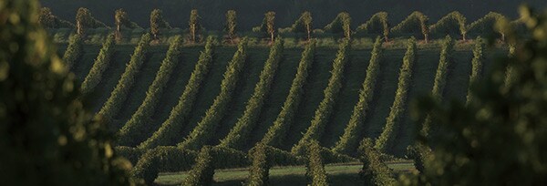 ジロラット(ジロラート)2016年 デスパーニュ家 フランス 赤ワイン