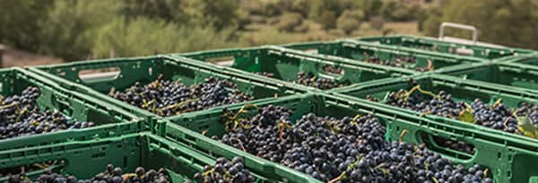 テ カイランガ ＴＫ ピノ ノワール 2020年 750ml ニュージーランド 赤ワイン