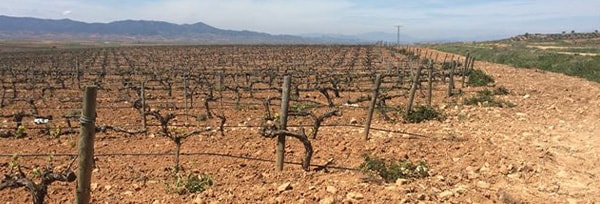 ガバルダ シャルドネ 2022年 ボデガス・ガバルダ 750ml （スペイン 白ワイン）