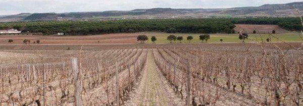 フロール ド ピングス 2017年 ドミニオ デ ピングス 750ml  スペイン 赤ワイン