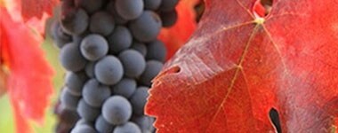 赤ワイン テラノブレ メルロー 2022 750ml （チリ）
