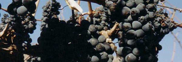 ビーニャ ファレルニア ピノ ノワール グラン レセルバ 2017年 大型マグナムサイズビーニャ ファレルニア元詰 1500ml チリ 赤ワイン