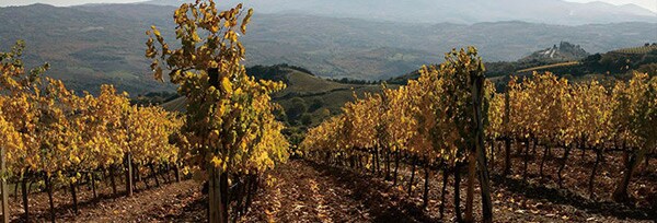 レオナルド ブルネッロ・ディ・モンタルチーノ 2014年 750ml 正規 （イタリア 赤ワイン）