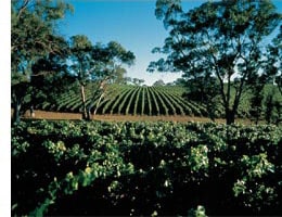 ショウ・アンド・スミス レンズウッド・ヴィンヤード シャルドネ 2017年 750ml （オーストラリア 白ワイン）