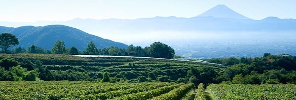 登美の丘 甲州 2019年 数量限定生産品 登美の丘ワイナリー 自園産ぶどう100％使用 日本 白ワイン