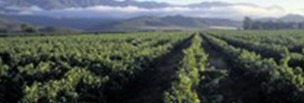 アヤマ バブーンズ・スイングシュナン・ブラン 2015年 750ml （南アフリカ 白ワイン）