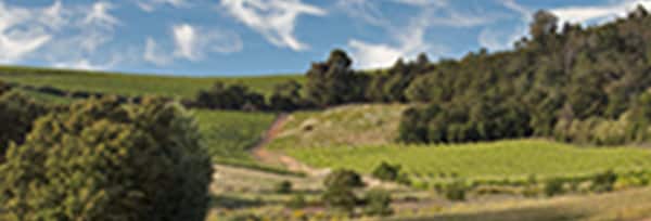 リーフランド ブッシュ ヴァイン ピノタージュ 2021 750ml （南アフリカ 赤ワイン）