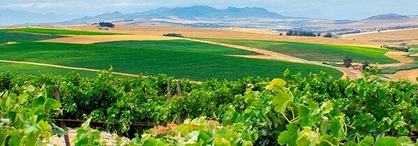 アブラハム ペロード トリビュータム 2019 KWVの最高級プレミアム限定ワイン 南アフリカ 西ケープ パール フルボディ 辛口 赤 正規品