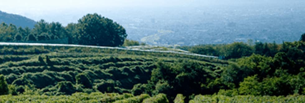 登美の丘ワイナリー ビジュノワール 2017年 サントリー登美の丘ワイナリー特別醸造シリーズ 超限定品 GI Yamanashi取得