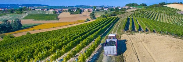 フオリ・カタロゴ ピエモンテ ロッソ 2016年 モンタルベラ 750ml （イタリア 赤ワイン）