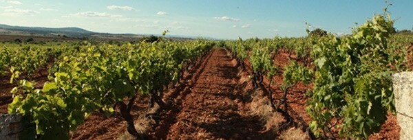 ベイラ レゼルヴァ 2016年 ベイラ社(オーナー ルイ ロボレド マデイラ) 750ml ポルトガル 赤ワイン
