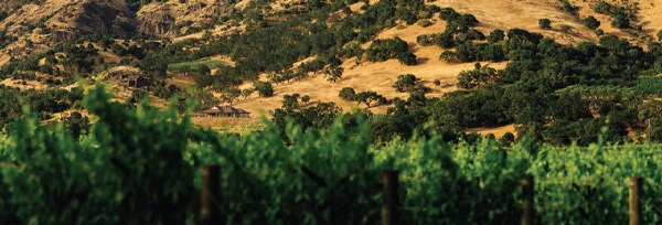 フリーストーン・ヴィンヤーズ ピノ・ノワール 2017年 ジョセフ フェルプス 正規 750ml （アメリカ カリフォルニア 赤ワイン）