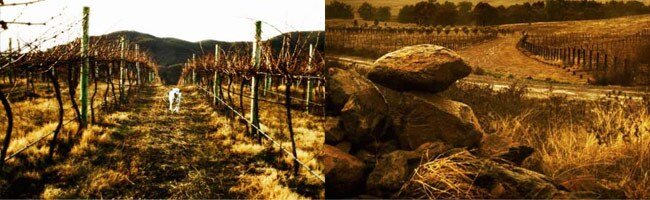 ローガン ワインズ アップル ツリー フラット メルロー 2021 赤ワイン オーストラリア
