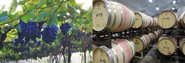 朝日町ワイン マイスターセレクション ソーヴィニヨン ブラン 2021 ブラン100%使用 GI山形 日本 辛口 白 720ml