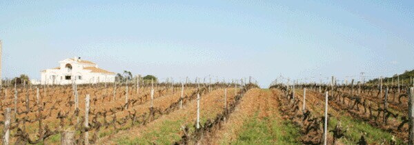 シオス フォルネリ ビアンコ ジェンティル 白 2018年 ドメーヌ クロ フォルネリ元詰 フランス 赤ワイン