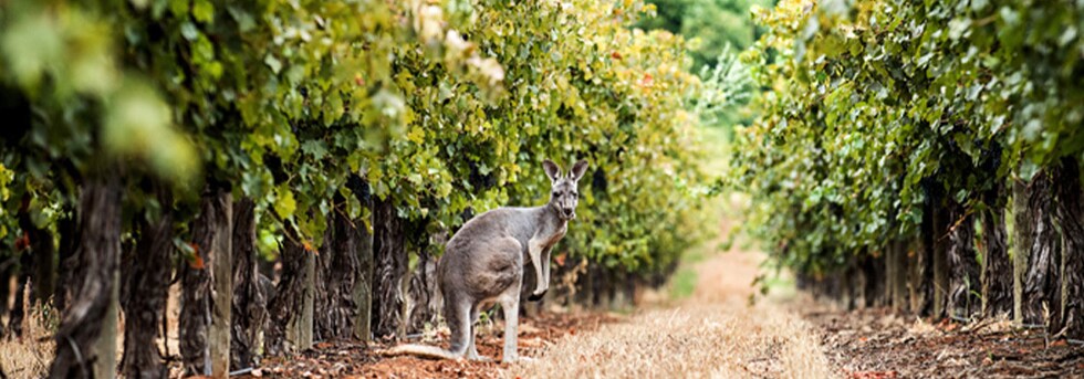 クラッカー ジャック カベルネ ソーヴィニヨン 2018年 ウィンガーラ ワイン グループ 750ml オーストラリア 赤ワイン