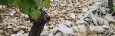 サンセール シレックス 2022年 ドメーヌ・ミシェル・トマ 750ml （フランス ロワール 白ワイン）