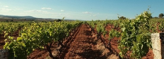 ベイラ ブランコ 2022年 ベイラ社 750ml （ポルトガル 白ワイン）