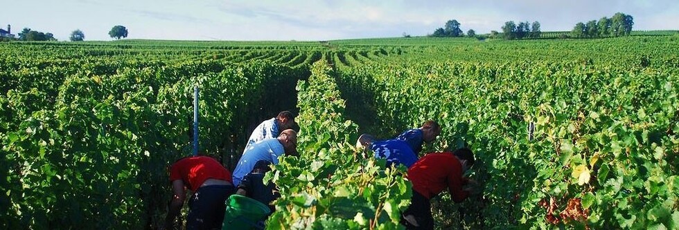 アルザス シルヴァネール 2016年 ドメーヌ・ウンブレヒト 750ml （フランス アルザス 白ワイン）