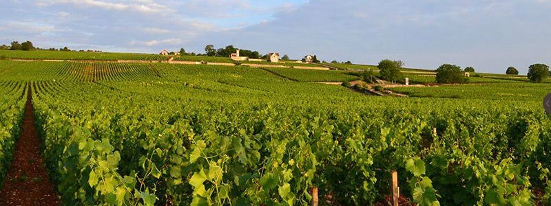 ムルソー レ・ナルヴォー 2018年 シャトー・ド・シトー 750ml フランス ブルゴーニュ 白ワイン
