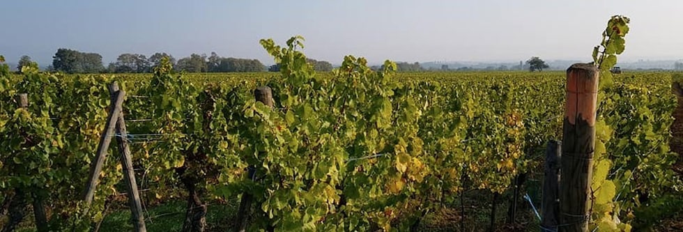 アルザス ゲヴュルツトラミネール ヴィエイユ・ヴィーニュ 2020年 ドメーヌ・ジェラール・メッツ 750ml （フランス アルザス 白ワイン）