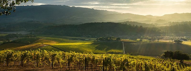 フランシスカン カベルネ・ソーヴィニヨン ナパ・カウンティ 2017年 750ml （アメリカ カリフォルニア 赤ワイン）