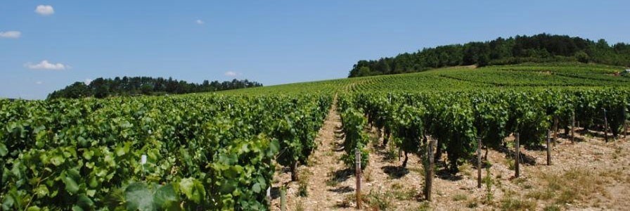 シャブリ 2017年 セラー蔵出し ドメーヌ ジュリアン バイヤール家  750ml  フランス ブルゴーニュ 白ワイン