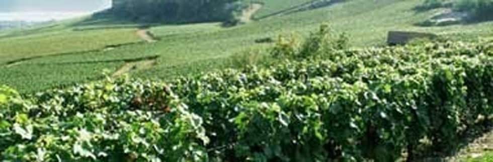 ジュヴレ・シャンベルタン プレソニエール 2017年 ドメーヌ・マシャール・ド・グラモン 750ml （フランス ブルゴーニュ 赤ワイン）