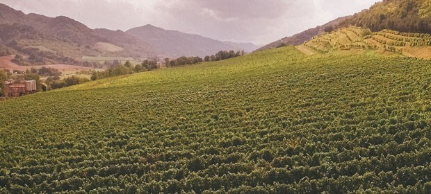 パガデビット ロマーニャ・ビアンコ 2016年 ポデーリ・ダル・ネスポリ 750ml （イタリア 白ワイン）